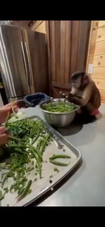 Monkey Viral Video